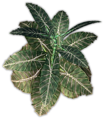 Elephant Ear Plant Png